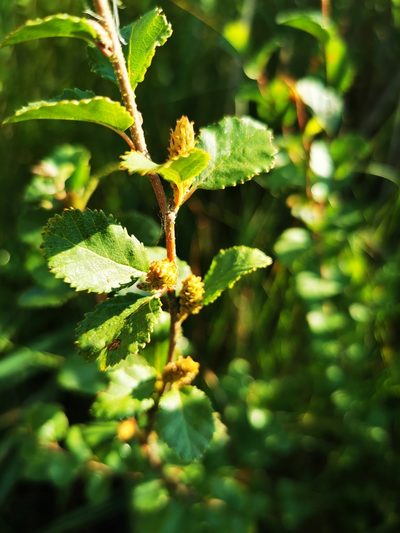 Betula humilis, photographed by Sigitas Juzėnas