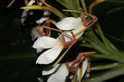 Hedychium spicatum, photographed by Ramnarayan K