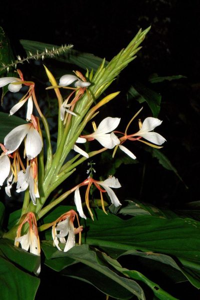 Hedychium spicatum, photographed by Ramnarayan K