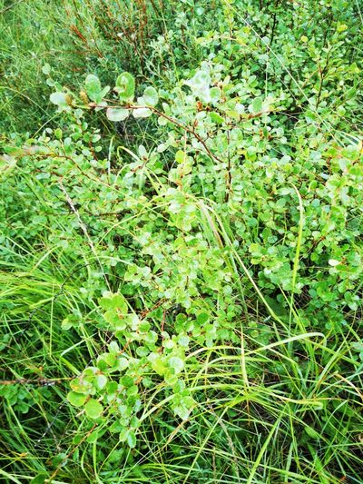 Betula humilis, photographed by Sigitas Juzėnas
