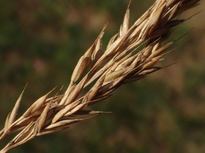 Festuca trachyphylla, photographed by Christian Berg