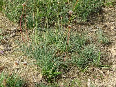 Festuca trachyphylla, photographed by Christian Berg