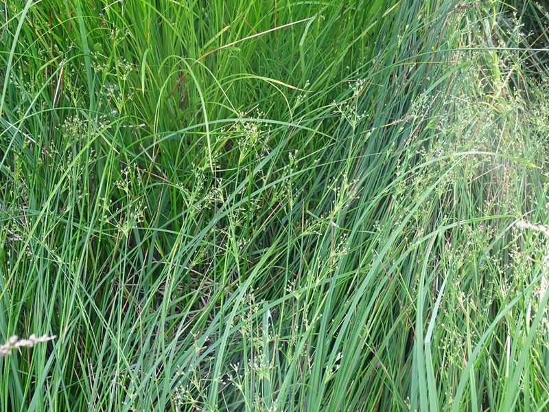 Juncus subnodulosus, photographed by Christian Berg