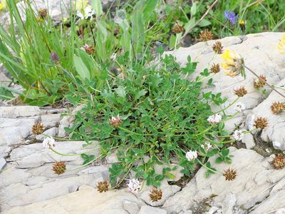 Trifolium thalii, photographed by Wolfgang Jauch