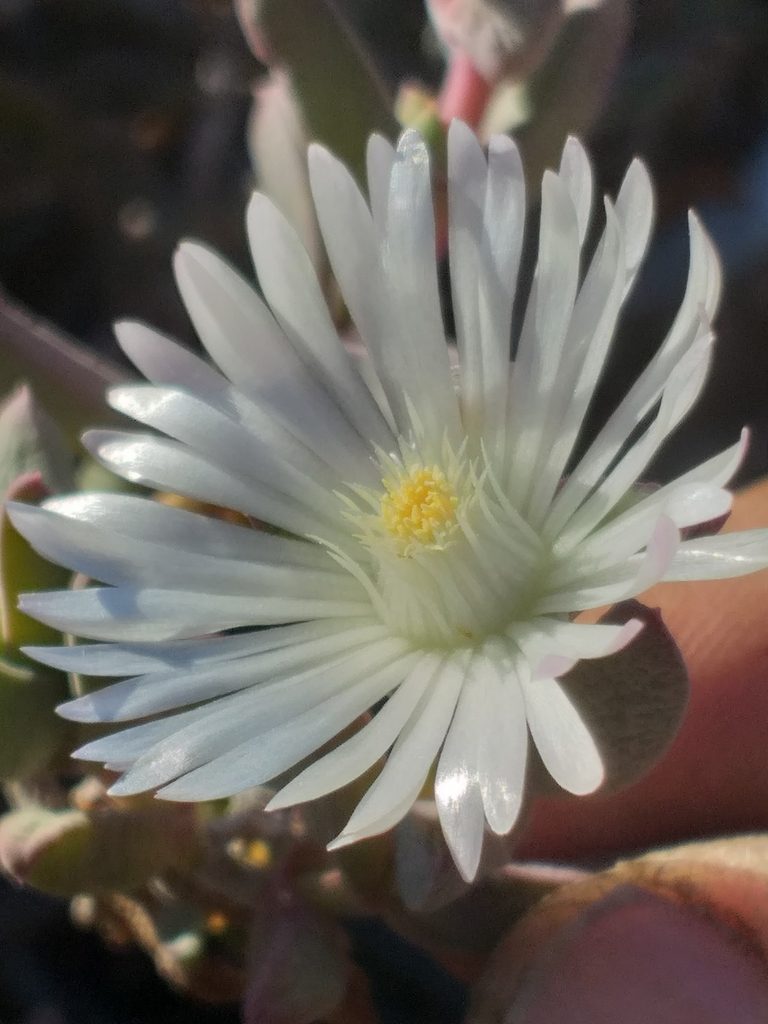 Delosperma calitzdorpense, photographed by kevin koen