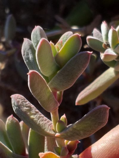 Delosperma calitzdorpense, photographed by kevin koen
