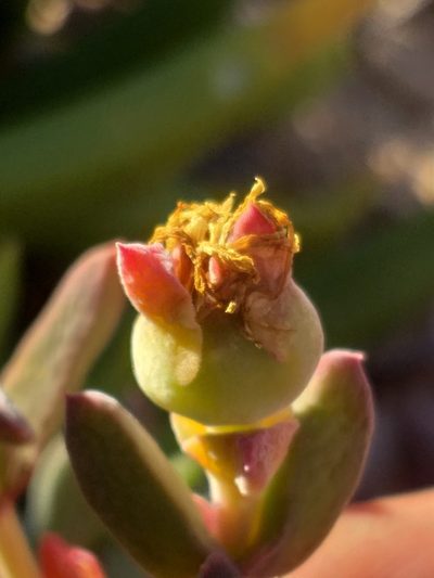 Delosperma calitzdorpense, photographed by kevin koen