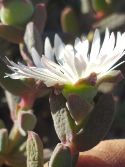 Delosperma calitzdorpense, photographed by kevin koen