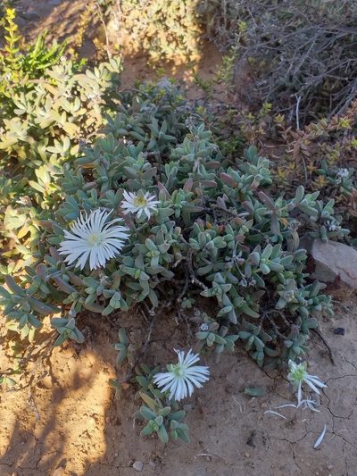 Delosperma calitzdorpense, photographed by kevin koen