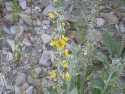 Verbascum gnaphalodes, photographed by Евгений Егоров
