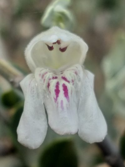 Pogonospermum robustum, photographed by kevin koen