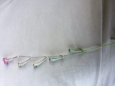 Silene scabriflora, photographed by Andre Hosper