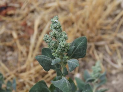 Chenopodium vulvaria, photographed by Emanuele Santarelli