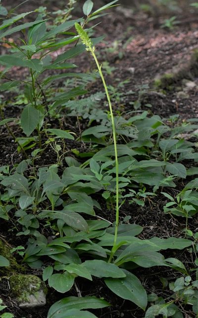 Ponthieva mexicana, photographed by Neptalí Ramírez Marcial