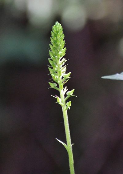 Ponthieva mexicana, photographed by Neptalí Ramírez Marcial