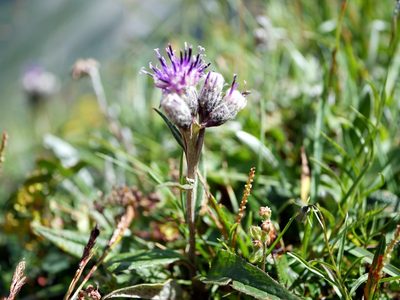 Saussurea alpina, photographed by Wolfgang Jauch