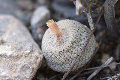 Epithelantha bokei, photographed by P Gonzalez Zamora