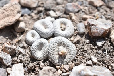 Epithelantha bokei, photographed by P Gonzalez Zamora