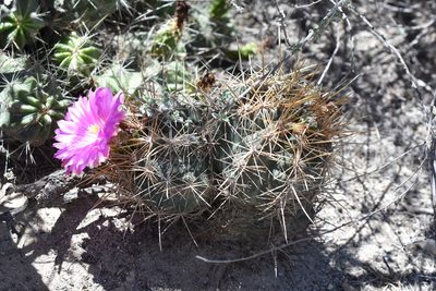 Thelocactus bicolor, photographed by P Gonzalez Zamora