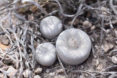 Epithelantha bokei, photographed by P Gonzalez Zamora
