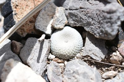 Epithelantha bokei, photographed by P Gonzalez Zamora
