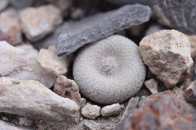Epithelantha bokei, photographed by P Gonzalez Zamora