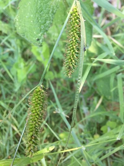 Carex laevigata, photographed by Andre Hosper