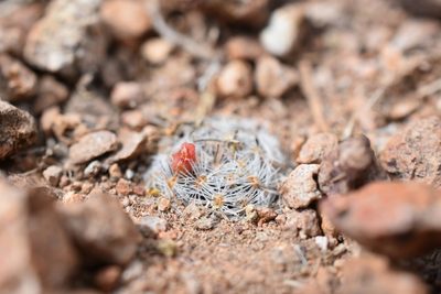 Mammillaria nana, photographed by P Gonzalez Zamora