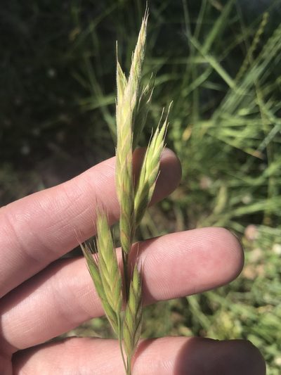 Bromus porteri, photographed by Ryan Donnelly
