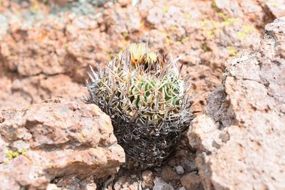 Stenocactus phyllacanthus, photographed by P Gonzalez Zamora