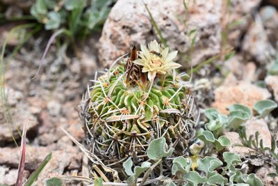 Stenocactus phyllacanthus, photographed by P Gonzalez Zamora