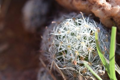 Mammillaria nana, photographed by P Gonzalez Zamora