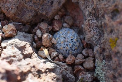 Mammillaria nana, photographed by P Gonzalez Zamora