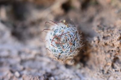 Mammillaria nana, photographed by P Gonzalez Zamora