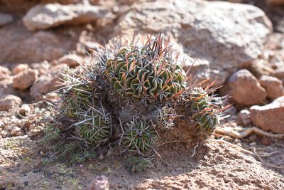 Stenocactus pentacanthus, photographed by P Gonzalez Zamora