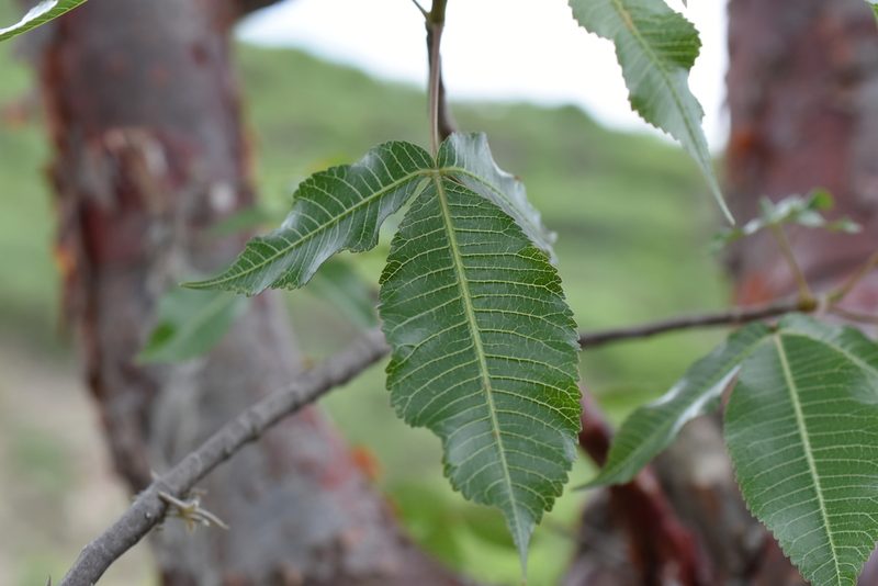 Bursera kerberi, photographed by P Gonzalez Zamora