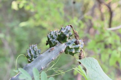 Acanthocereus cuixmalensis, photographed by P Gonzalez Zamora