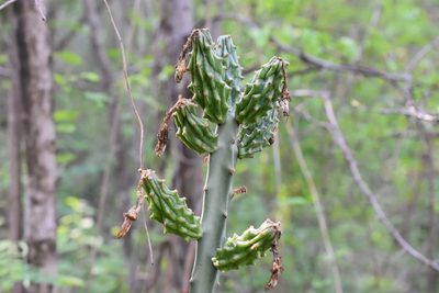 Acanthocereus cuixmalensis, photographed by P Gonzalez Zamora