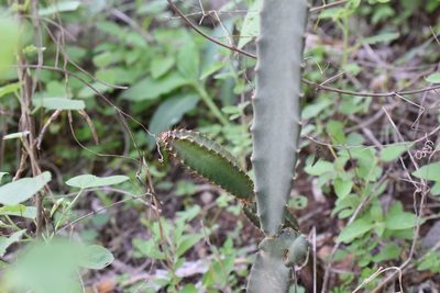 Acanthocereus cuixmalensis, photographed by P Gonzalez Zamora