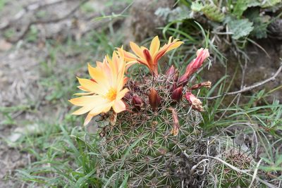 Mammillaria beneckei, photographed by P Gonzalez Zamora
