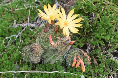 Mammillaria beneckei, photographed by P Gonzalez Zamora