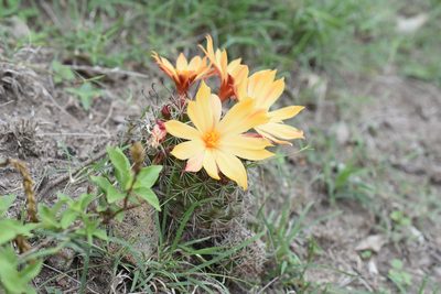Mammillaria beneckei, photographed by P Gonzalez Zamora