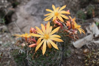 Mammillaria beneckei, photographed by P Gonzalez Zamora