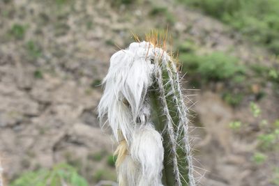 Pilosocereus purpusii, photographed by P Gonzalez Zamora
