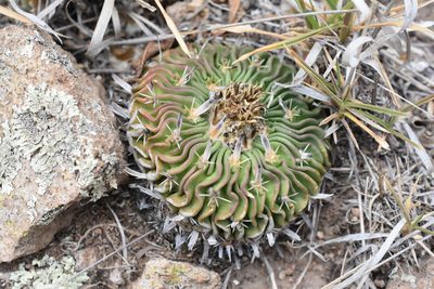 Stenocactus phyllacanthus, photographed by P Gonzalez Zamora