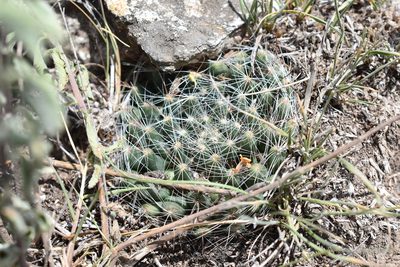 Mammillaria zephyranthoides, photographed by P Gonzalez Zamora