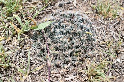 Mammillaria zephyranthoides, photographed by P Gonzalez Zamora