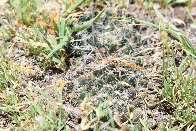Mammillaria zephyranthoides, photographed by P Gonzalez Zamora