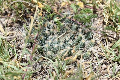 Mammillaria zephyranthoides, photographed by P Gonzalez Zamora