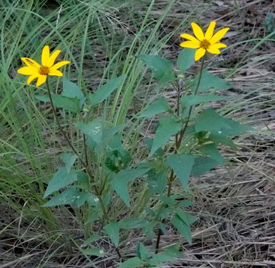Heliopsis parvifolia, photographed by desertnaturalist